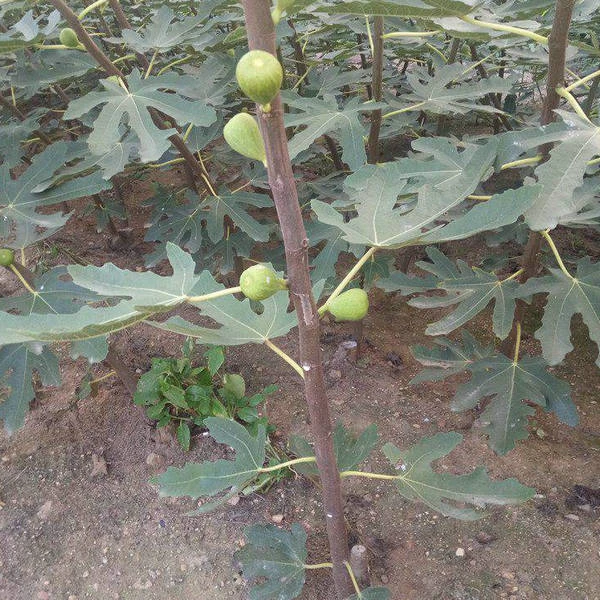 Fig Seedlings