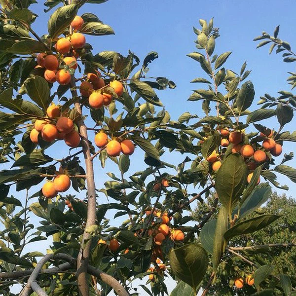 Persimmon seedling 1