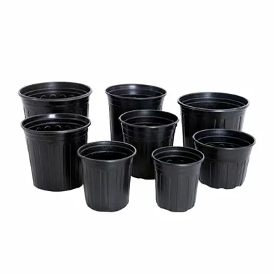 Pasu Bunga Damar Hitam