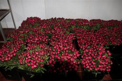 Memotong Peonies Segar