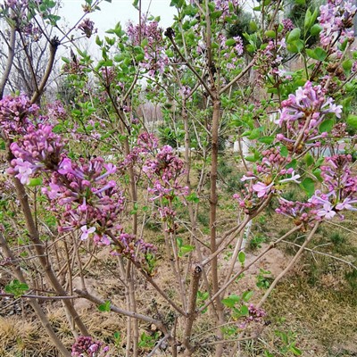 Anak benih Lilac