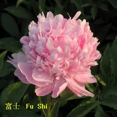 Tuan Jules Elie Peony