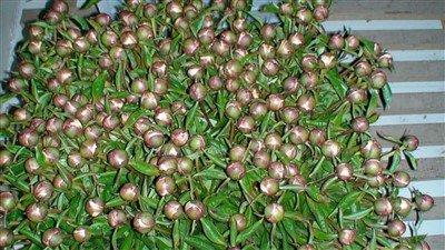 Bunga Potong Peony