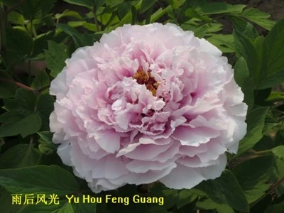 Pokok Peony Yu Hou Feng Guang